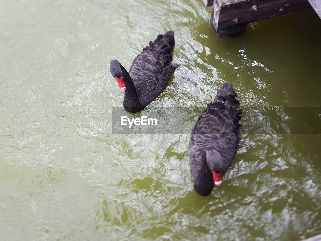 HIGH ANGLE VIEW OF SWAN SWIMMING ON WATER