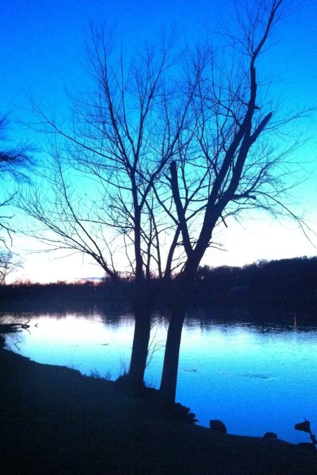 REFLECTION OF BARE TREES IN LAKE