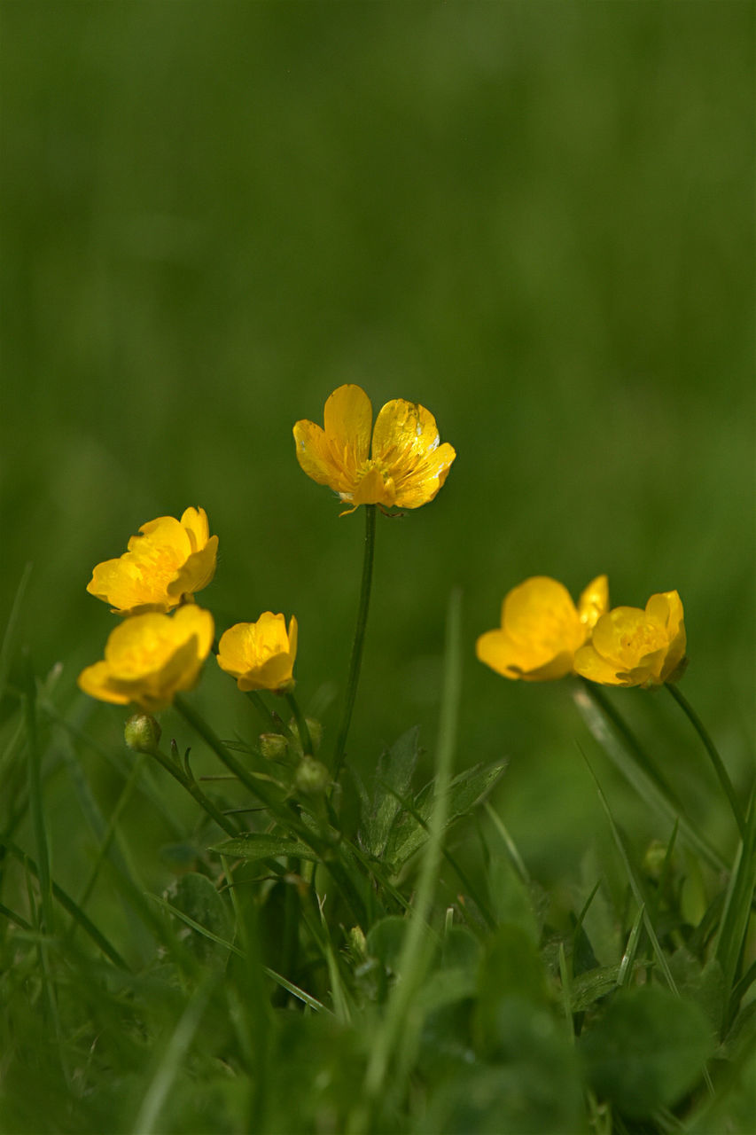 Close-up of yellow flowers blooming in field