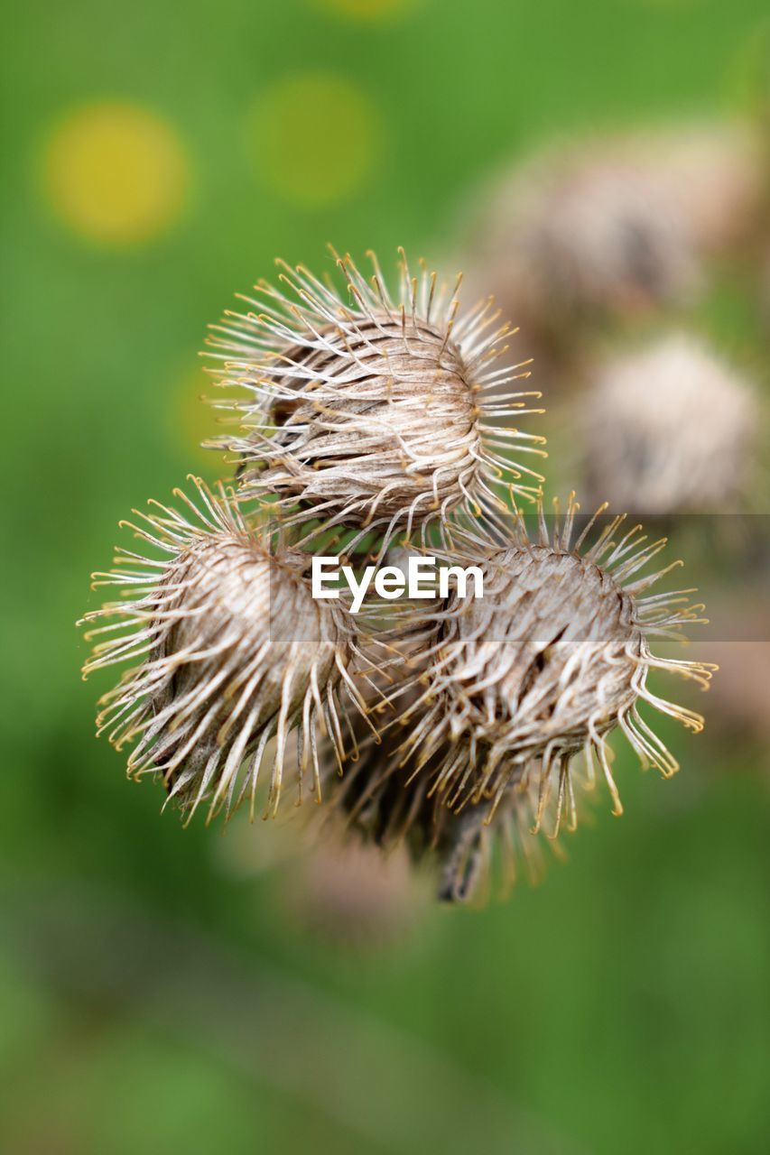 Close-up of dried thistle