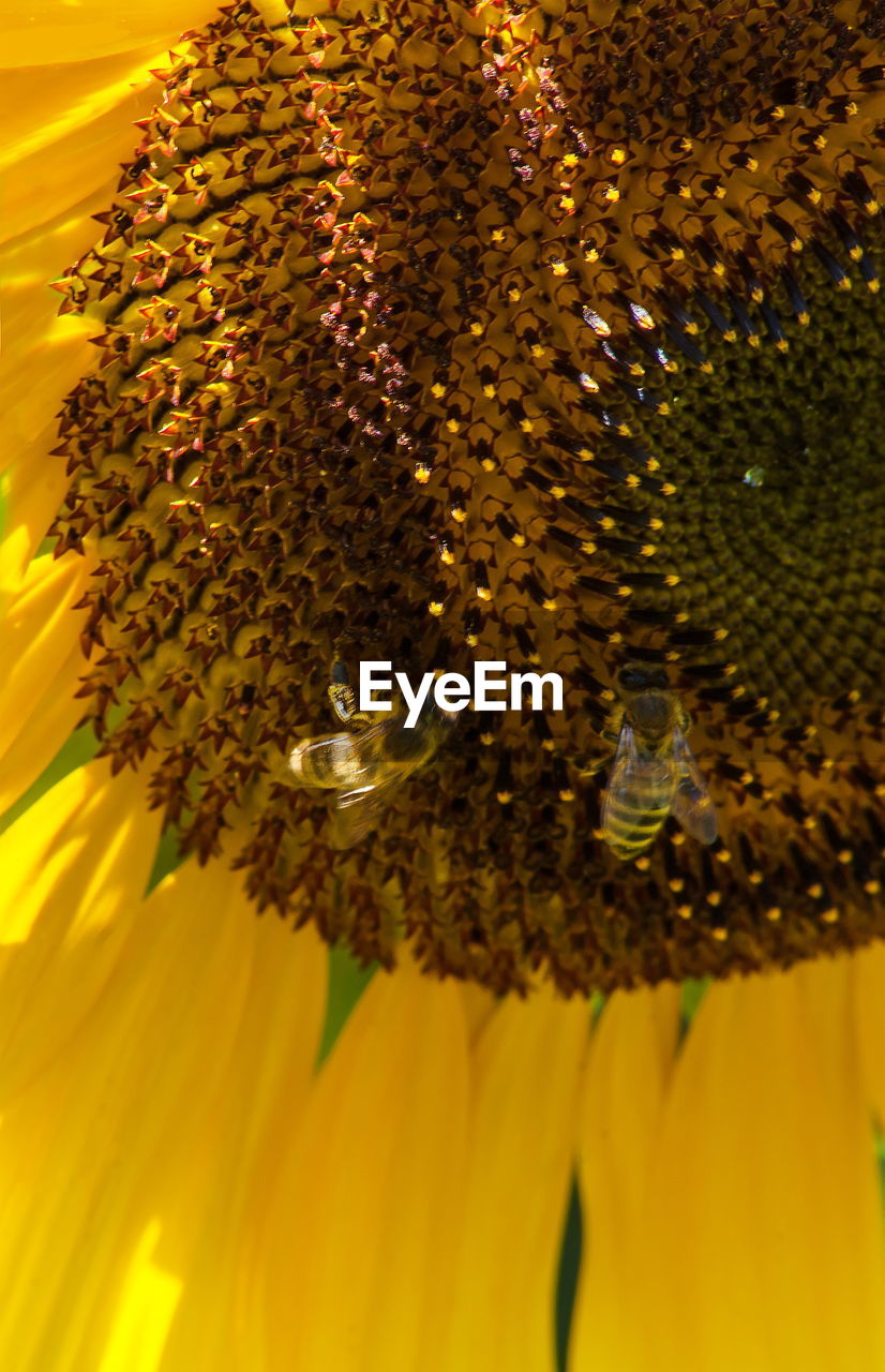 CLOSE-UP OF INSECT ON YELLOW SUNFLOWER