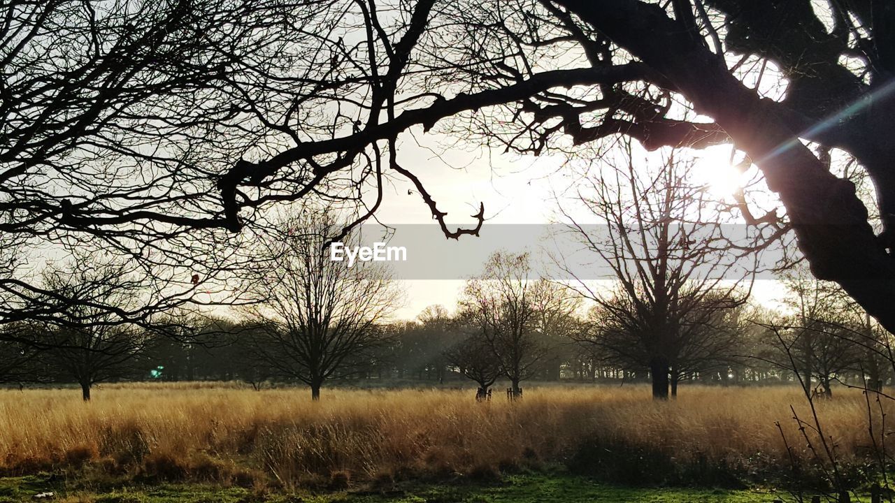 BARE TREES ON GRASSY FIELD