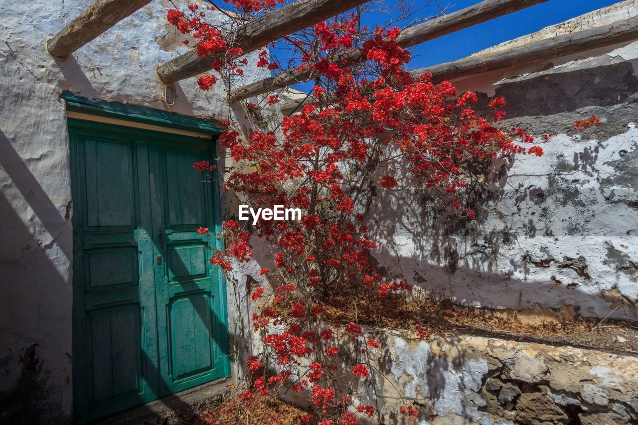 FLOWERING TREE BY HOUSE WINDOW