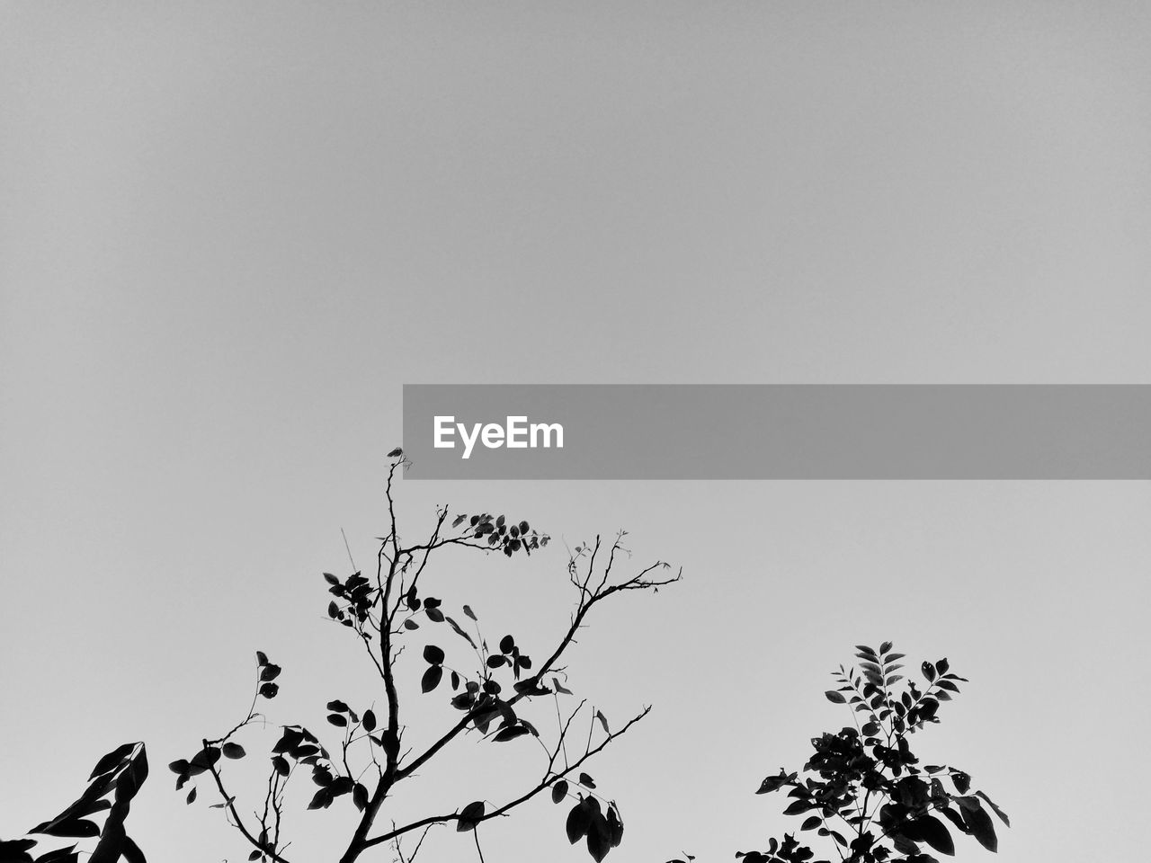 LOW ANGLE VIEW OF SILHOUETTE BIRDS AGAINST CLEAR SKY