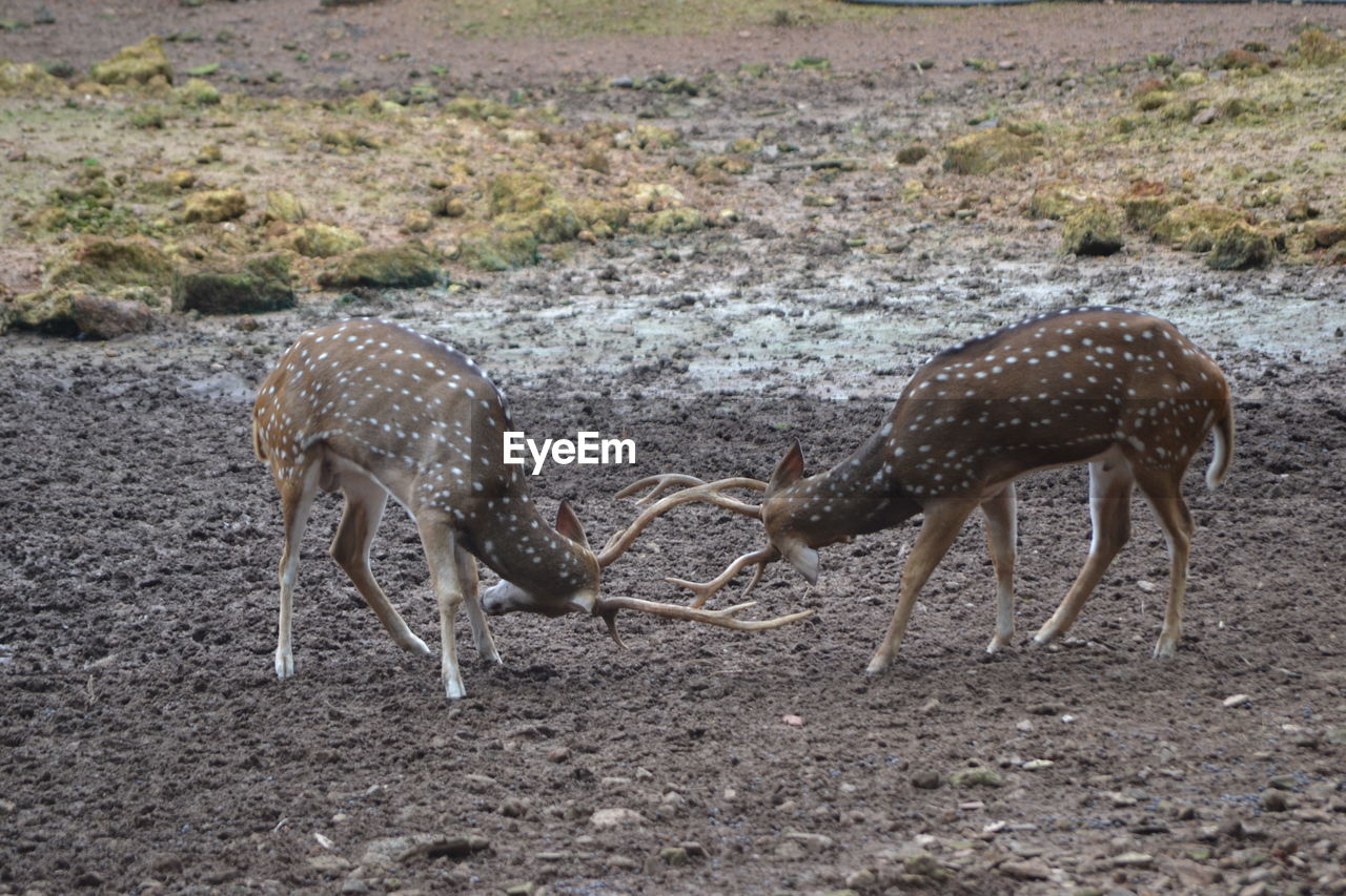 Side view of fighting deer