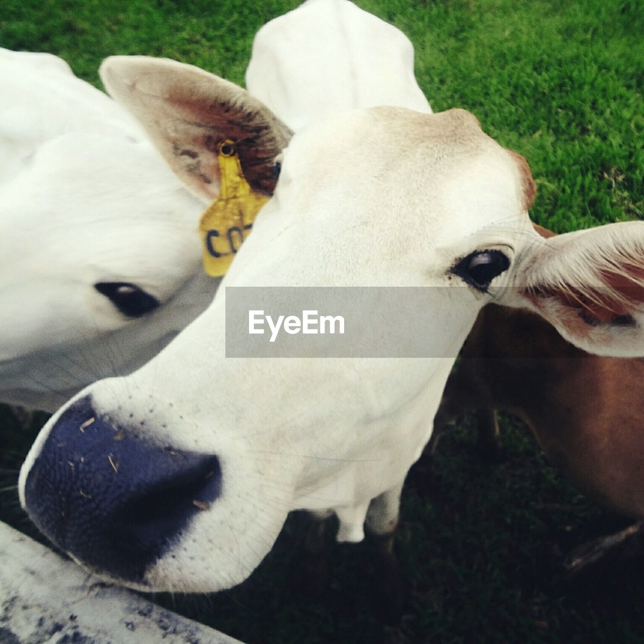 PORTRAIT OF SHEEP ON GRASSY FIELD