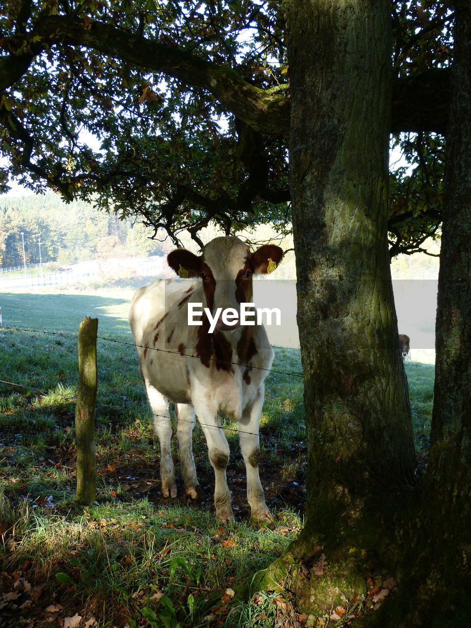 Cow standing by tree on field