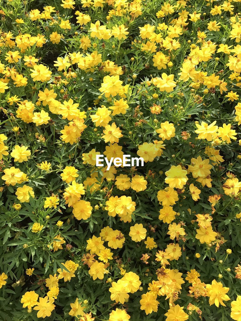 HIGH ANGLE VIEW OF YELLOW FLOWERS BLOOMING IN FIELD