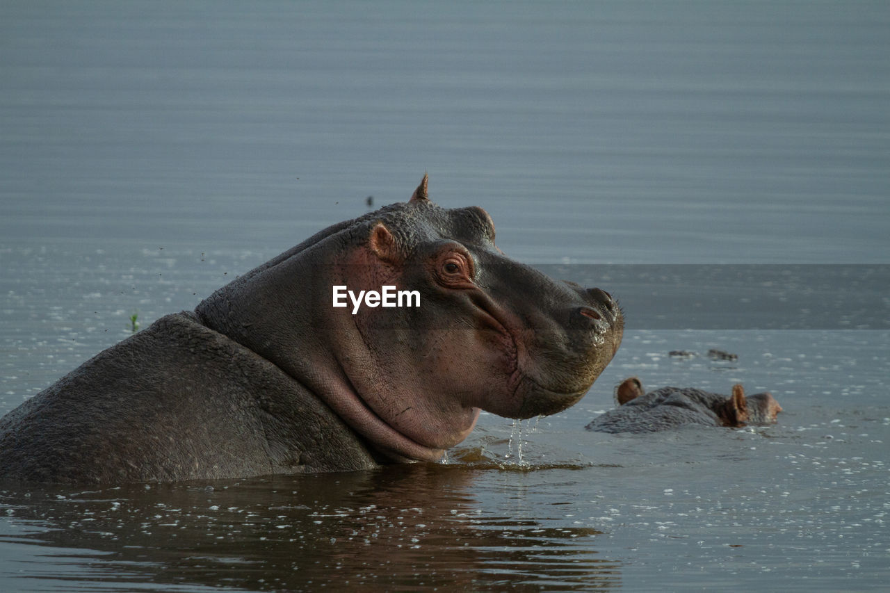Portrait of a hippo smiling from blue-grey water 