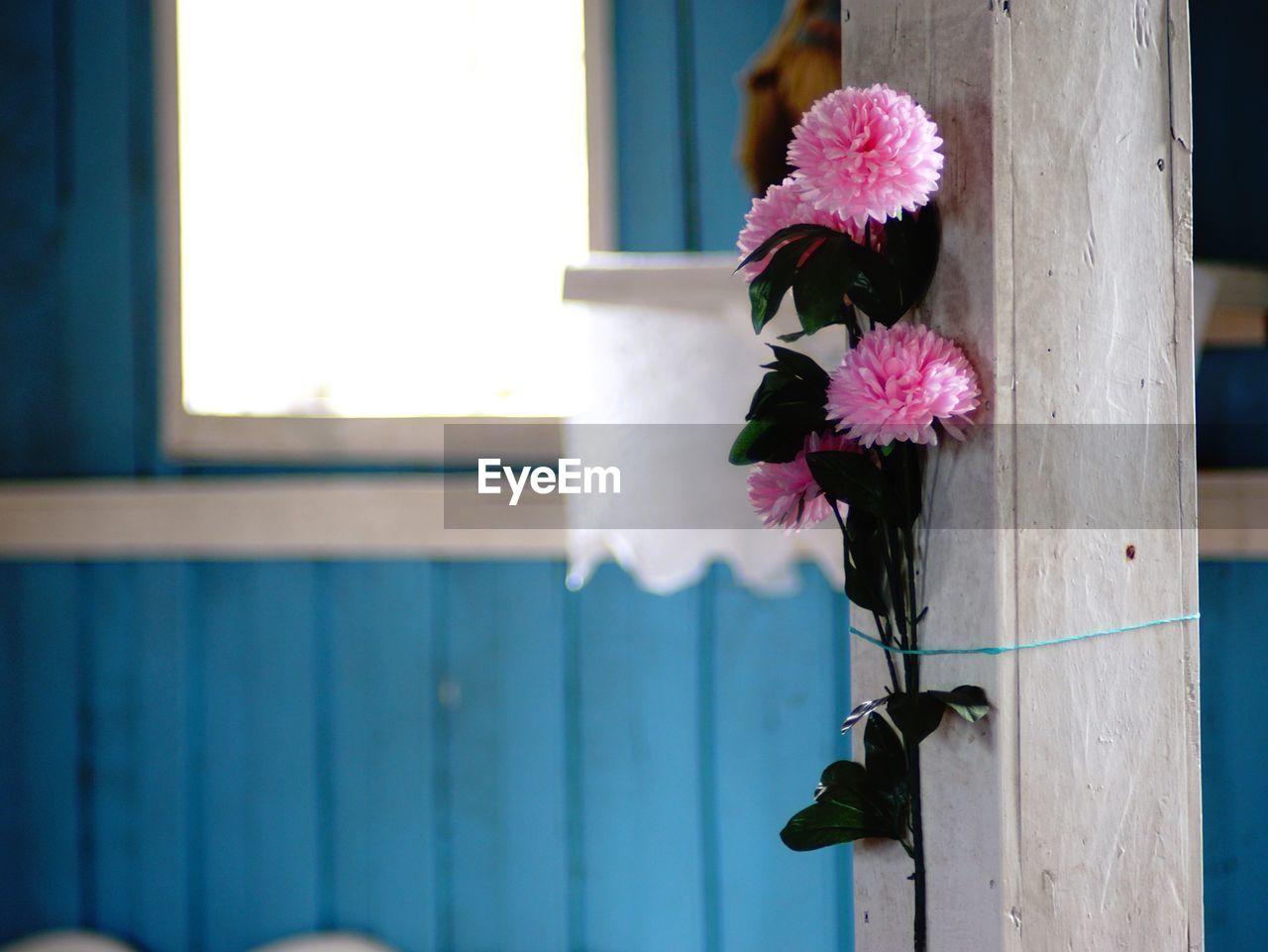 Close-up of flower against window