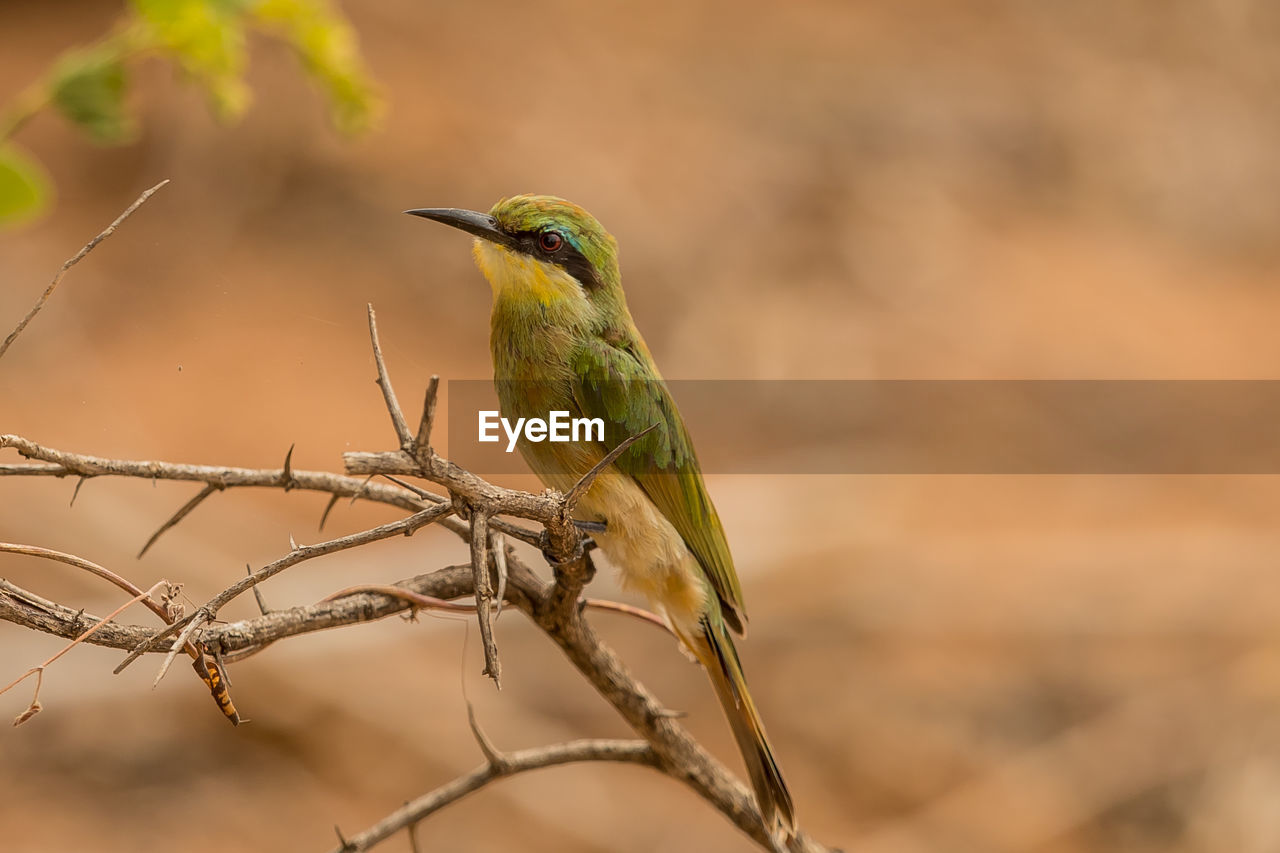 BIRD PERCHING ON TWIG