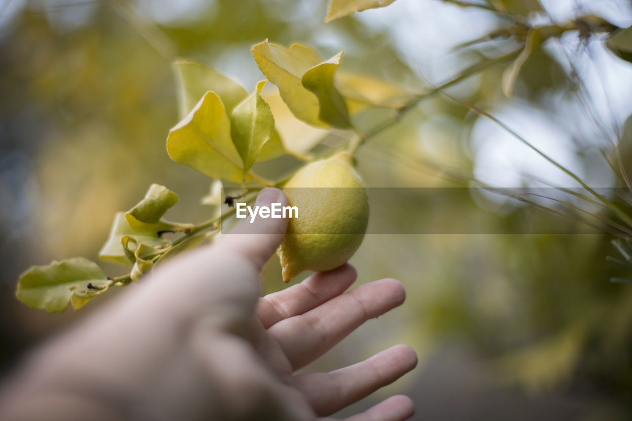 Close-up of hand holding lemon