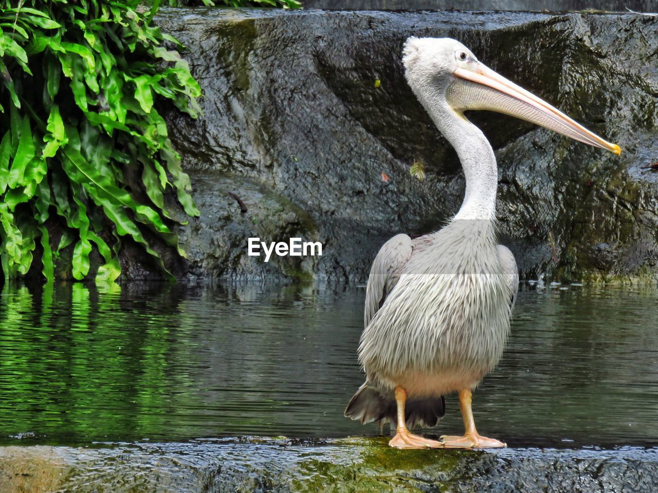 Pelican on lake