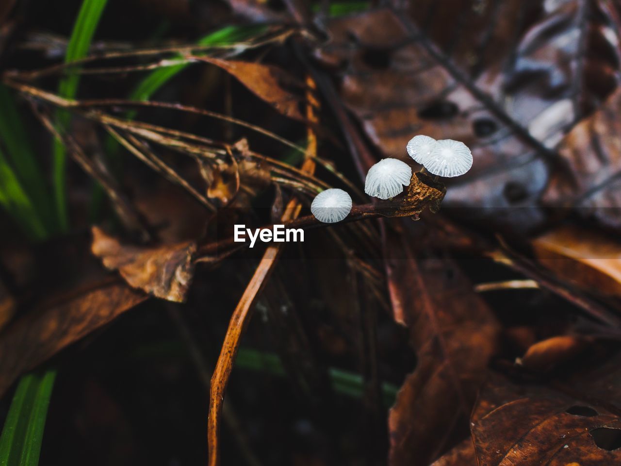 CLOSE-UP OF A MUSHROOMS