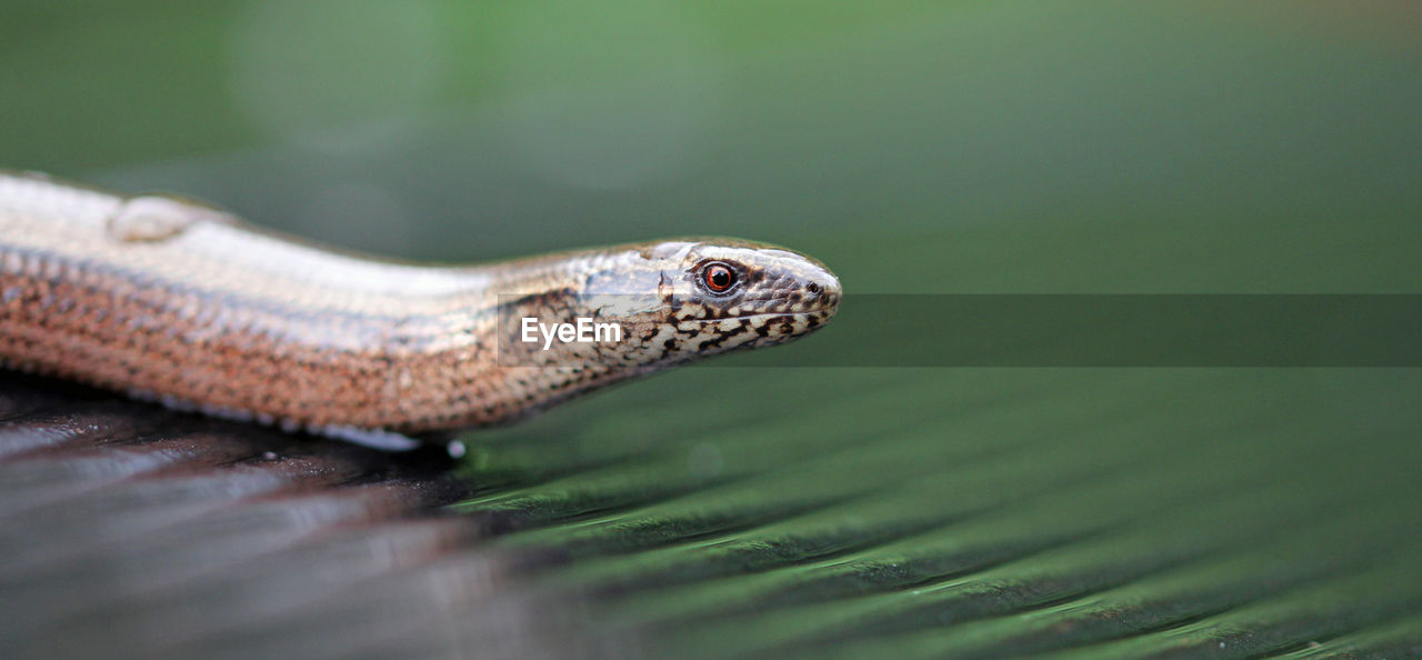 Close-up side view of a snake