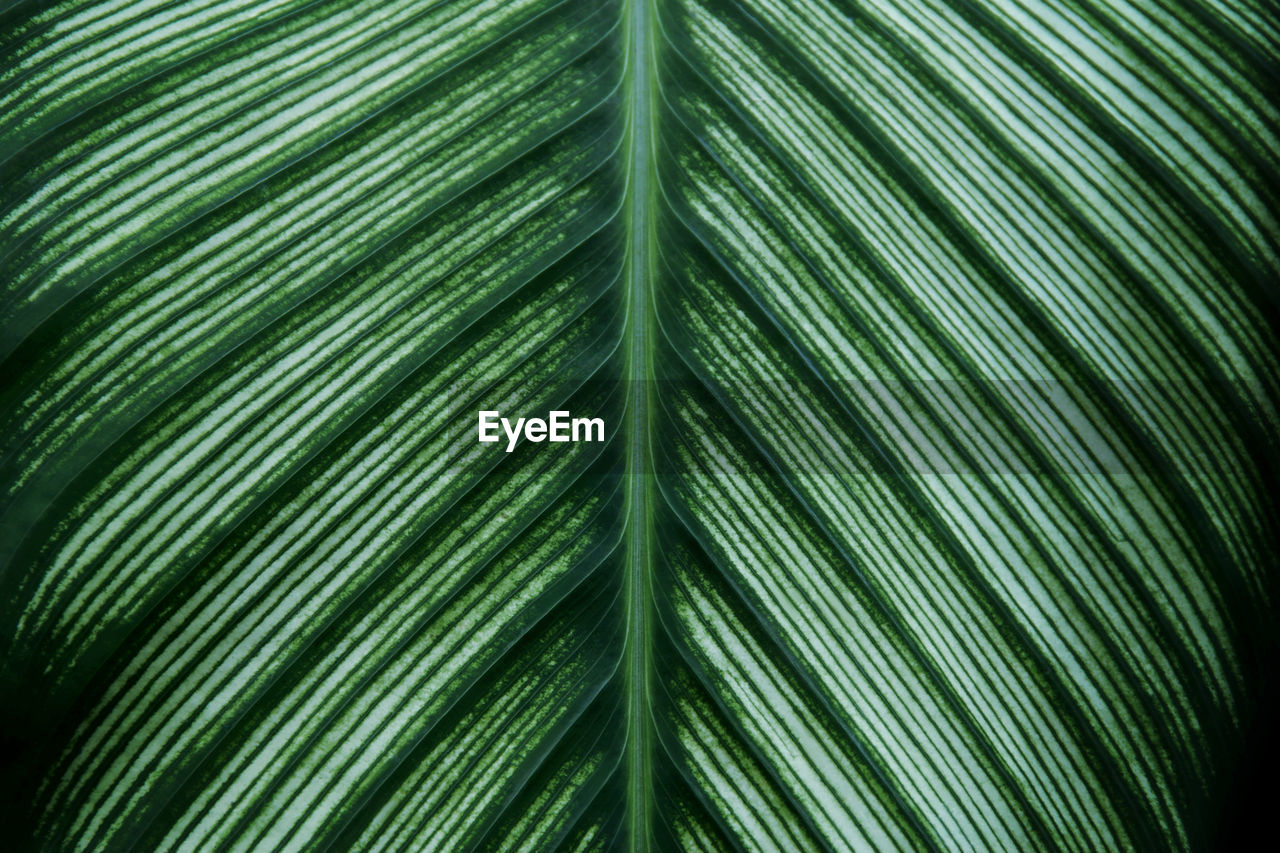 Ornamental foliage leaf of tropical pin-stripe calathea plant as natural texture background