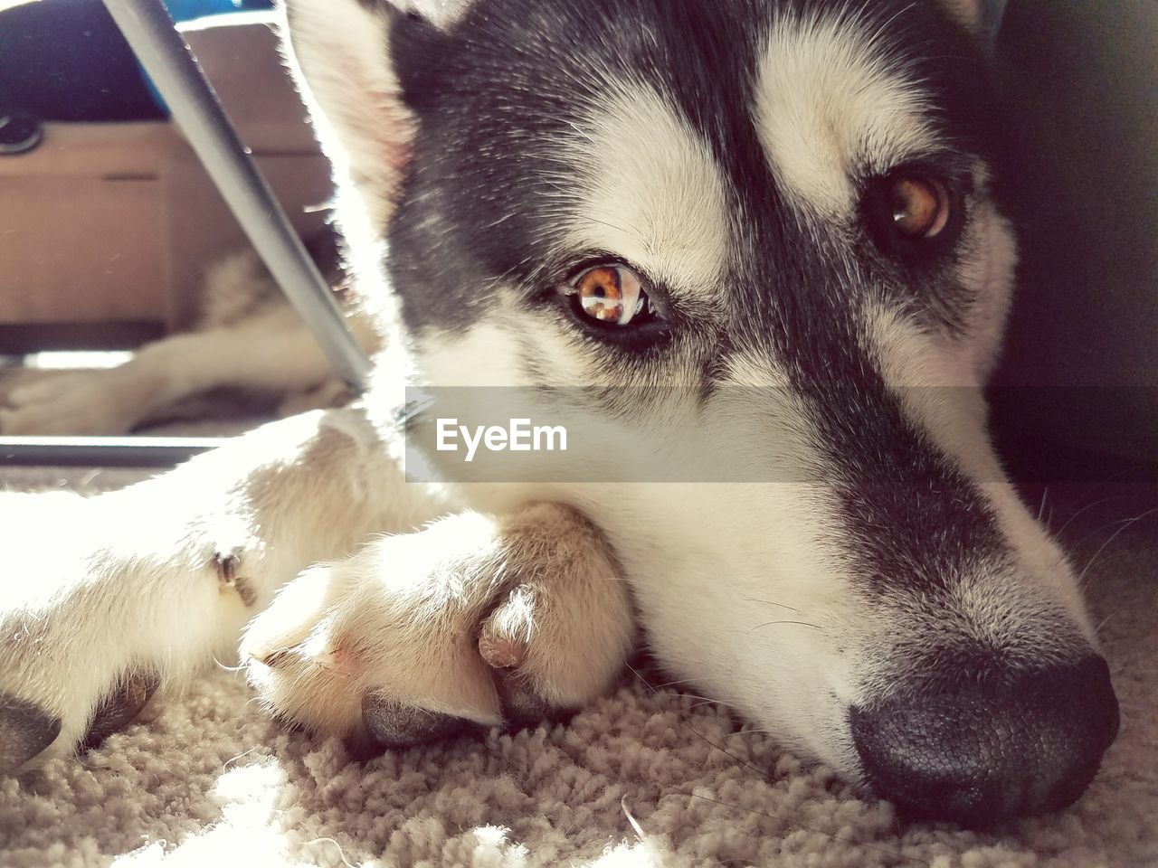 Close-up portrait of puppy relaxing