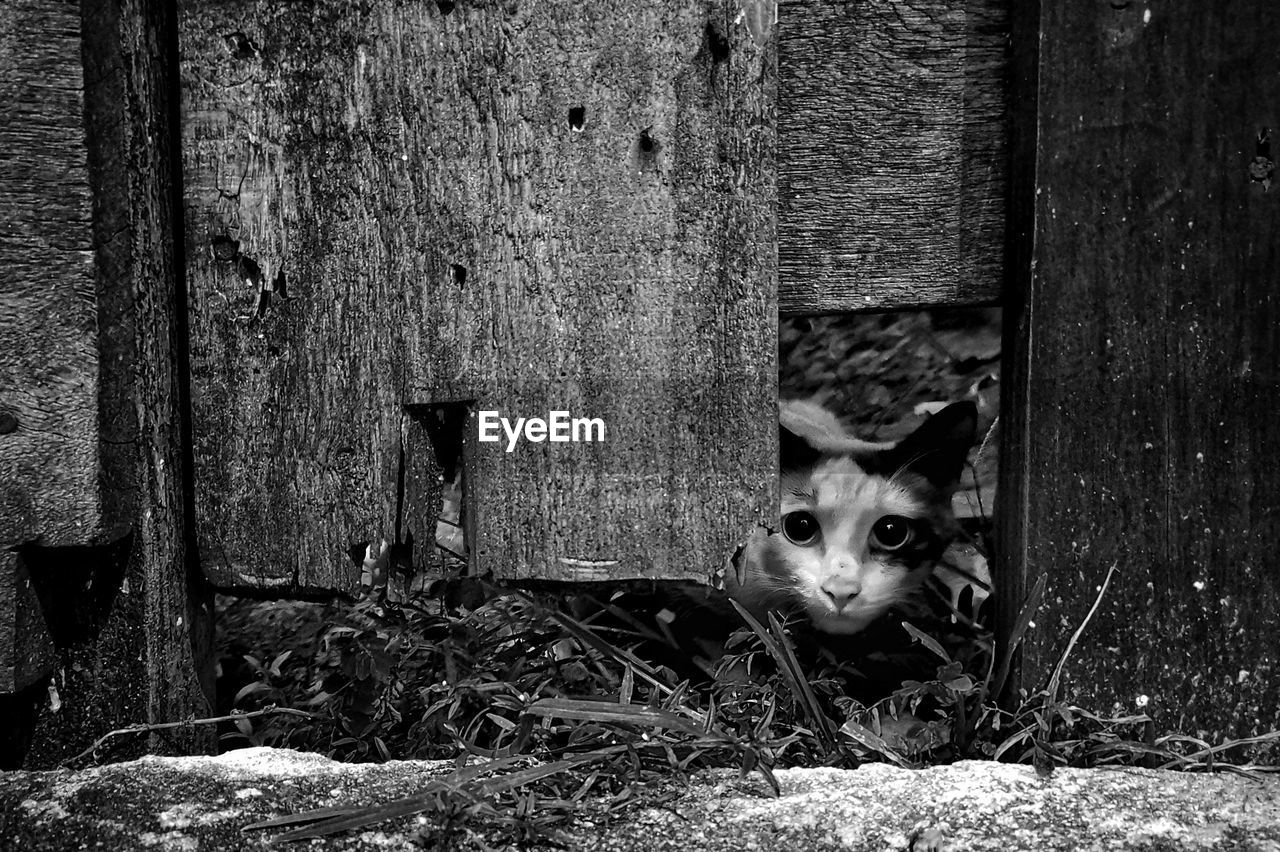 PORTRAIT OF A DOG PEEKING THROUGH WOODEN WALL