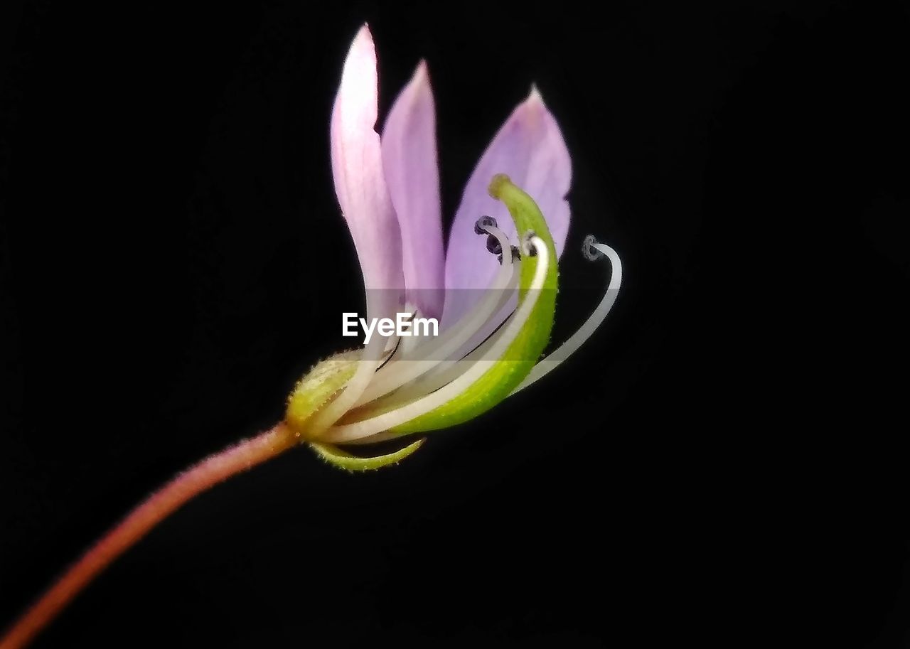 CLOSE-UP OF FLOWER OVER BLACK BACKGROUND