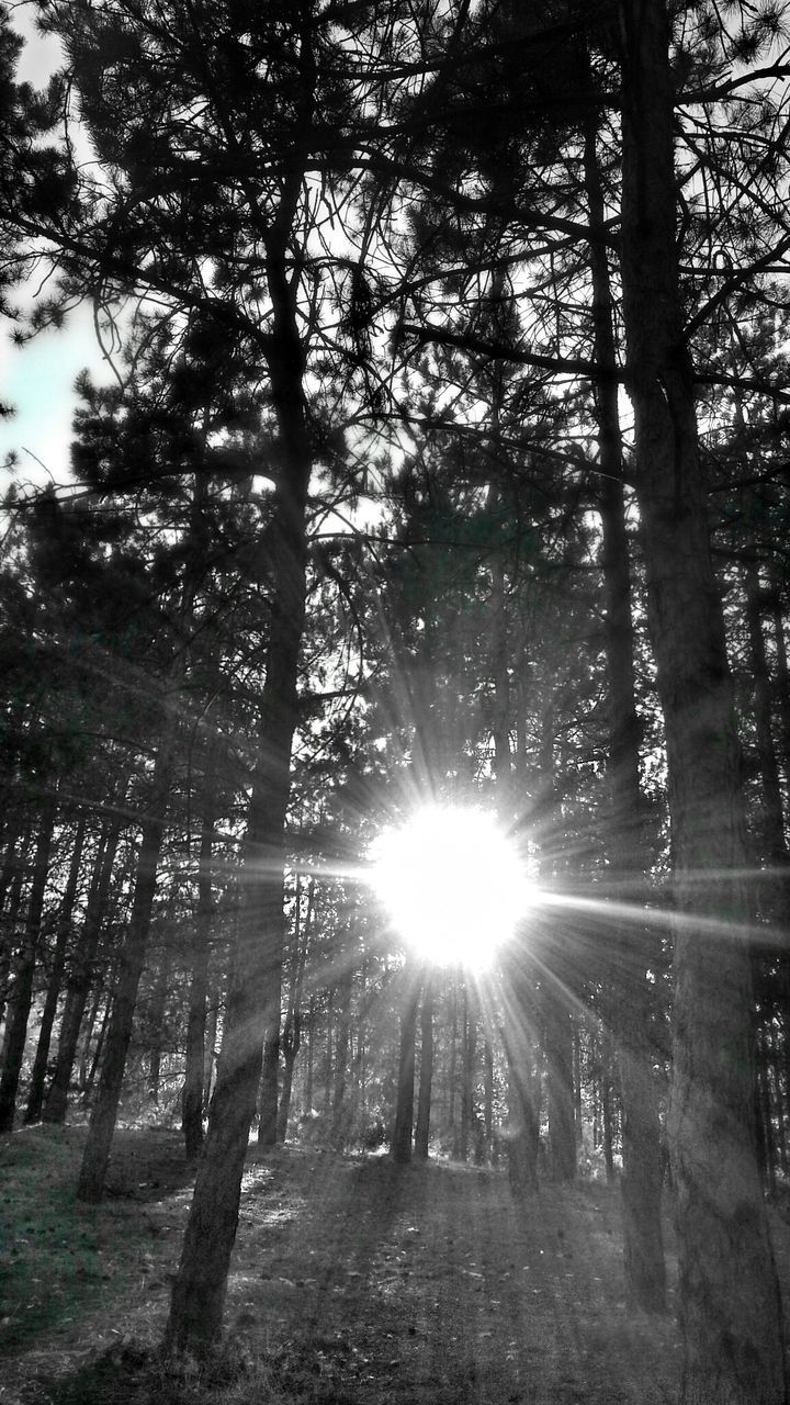 SUN STREAMING THROUGH TREES IN FOREST