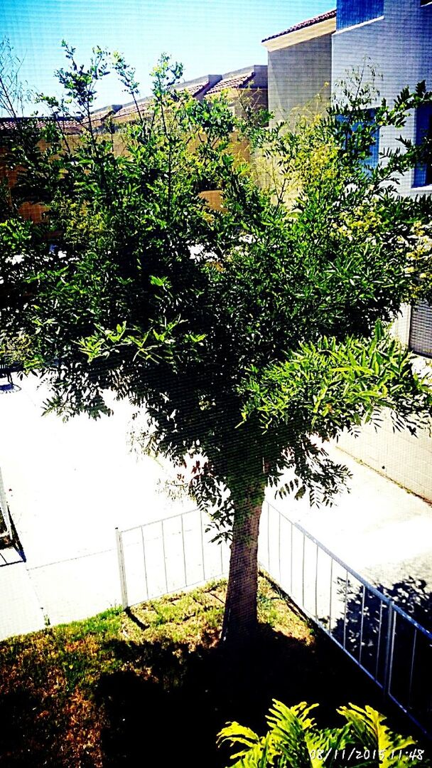 PLANTS GROWING ON TREE TRUNK