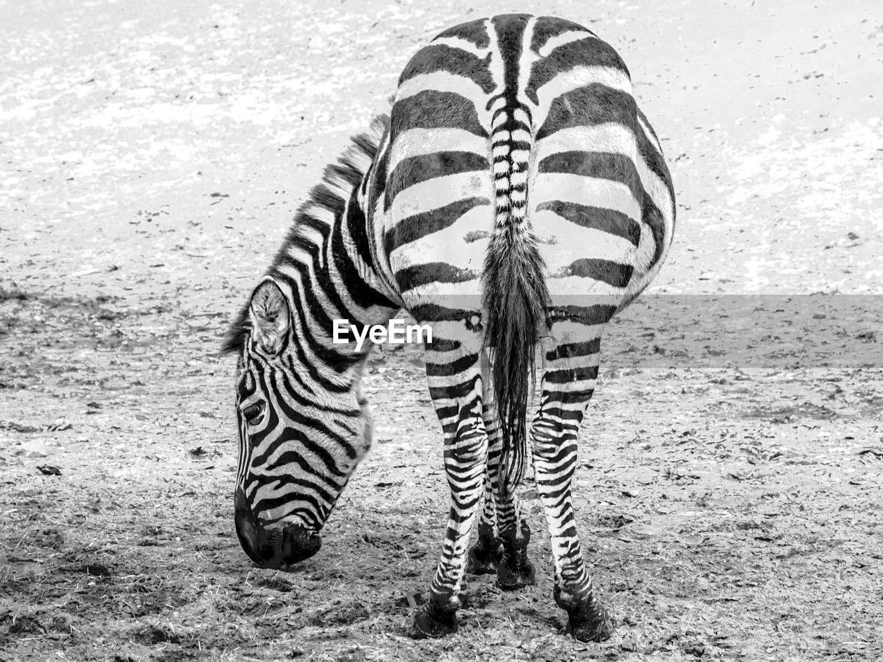 Rear view of a zebra grazing