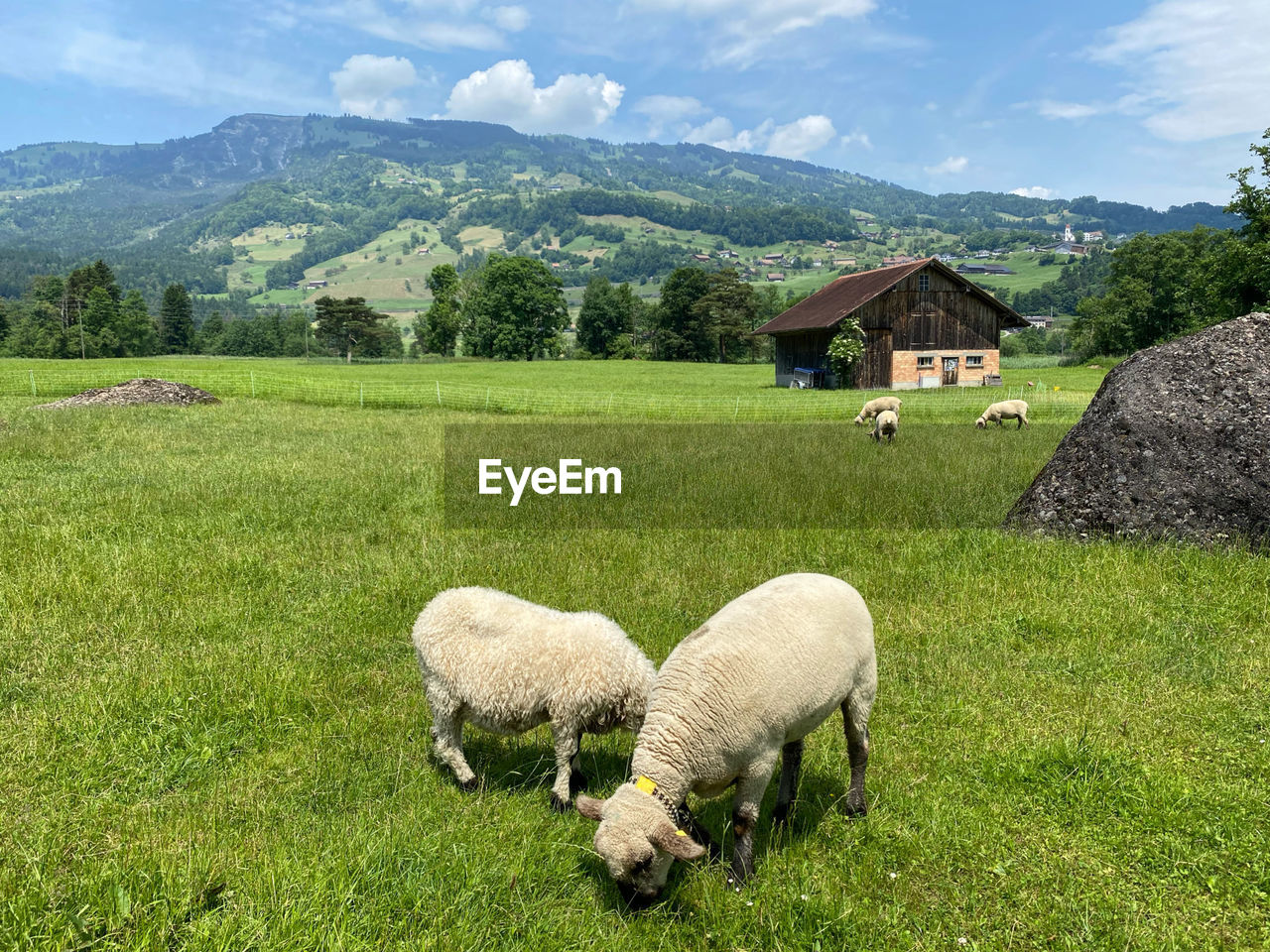 sheep grazing on field against mountains