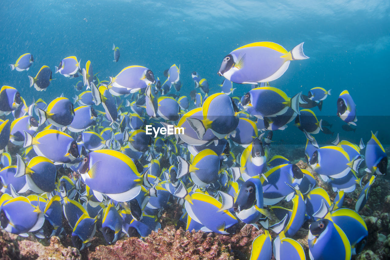 VIEW OF FISH SWIMMING IN SEA