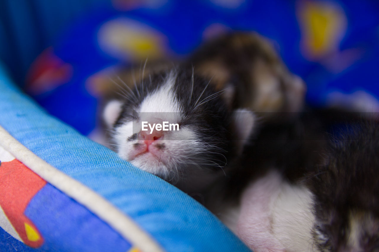 CLOSE-UP OF CAT SLEEPING ON BLUE EYES