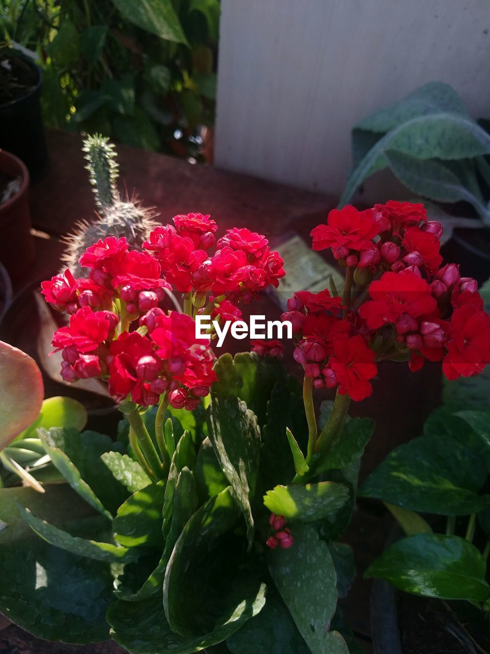 CLOSE-UP OF PINK FLOWERS