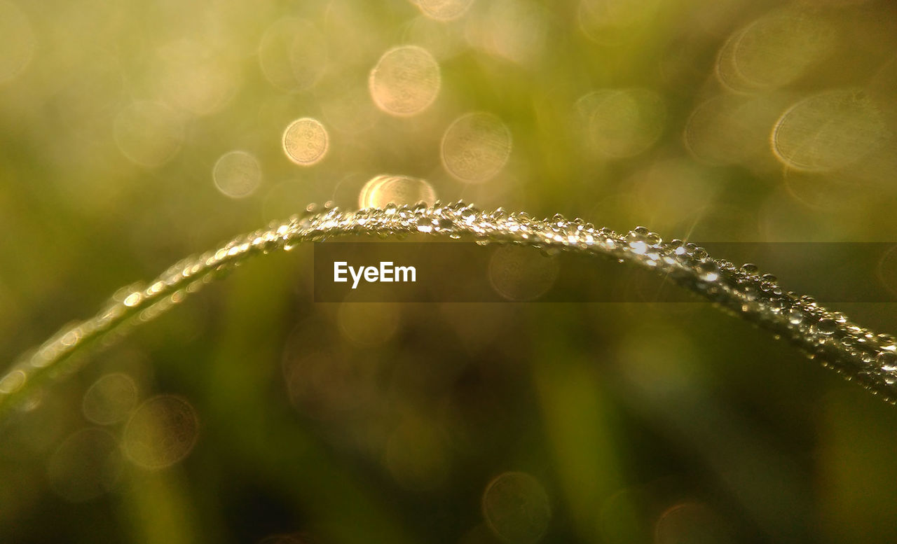 Close-up of wet plant