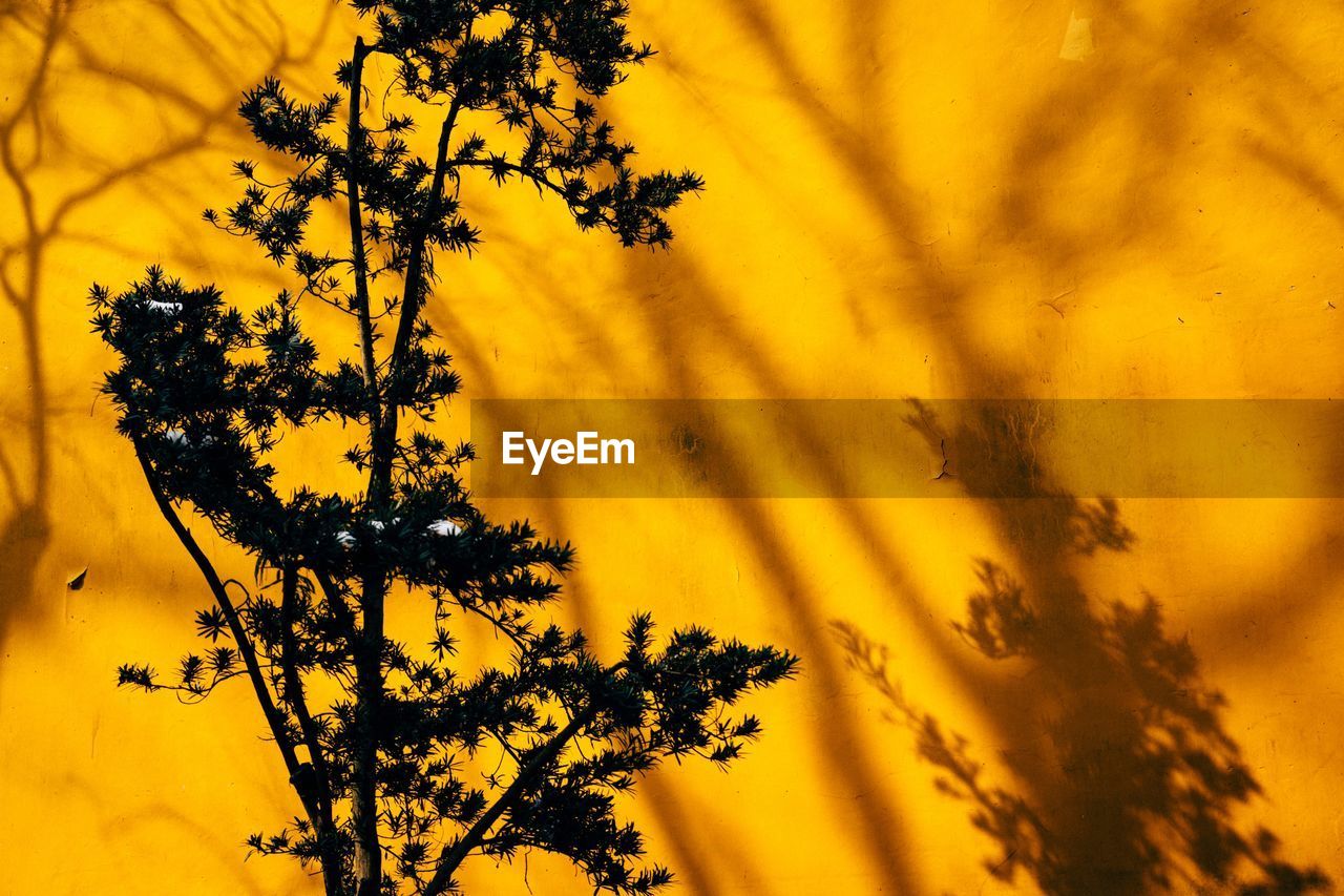 LOW ANGLE VIEW OF YELLOW FLOWER TREE