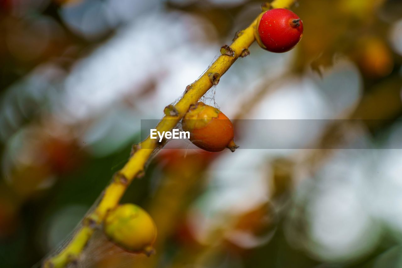 CLOSE-UP OF CHERRIES ON TREE