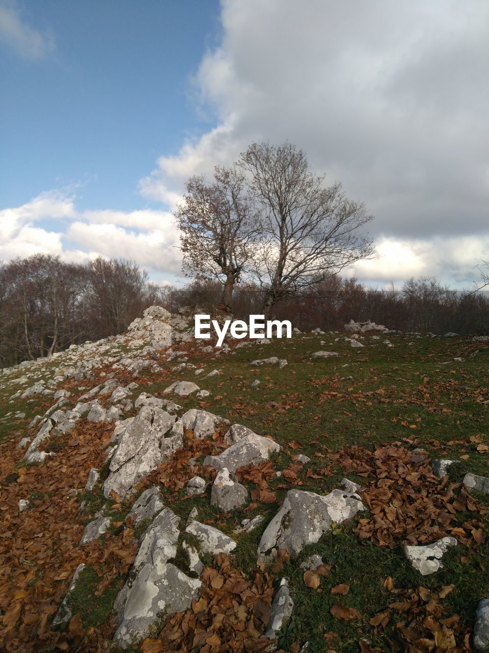 BARE TREES ON FIELD AGAINST SKY