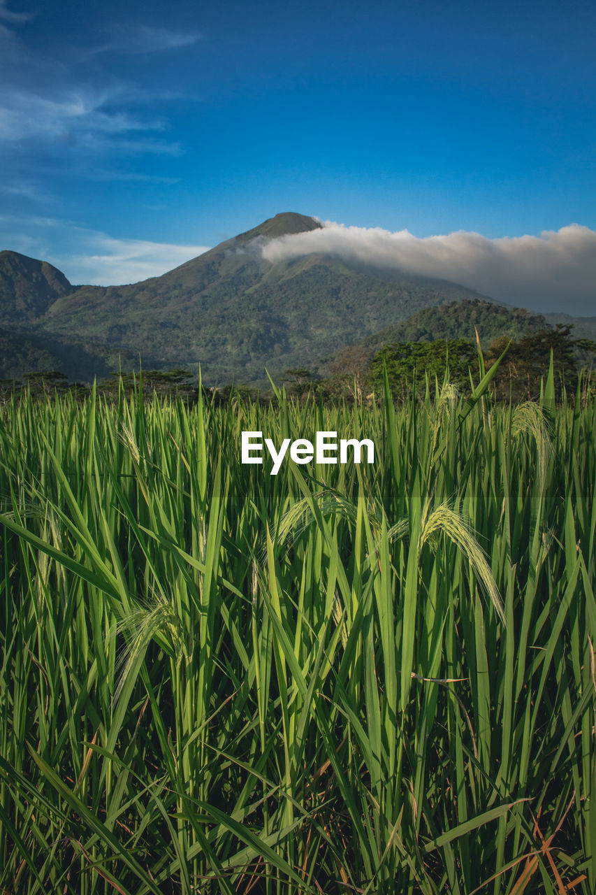 Scenic view of agricultural field against sky