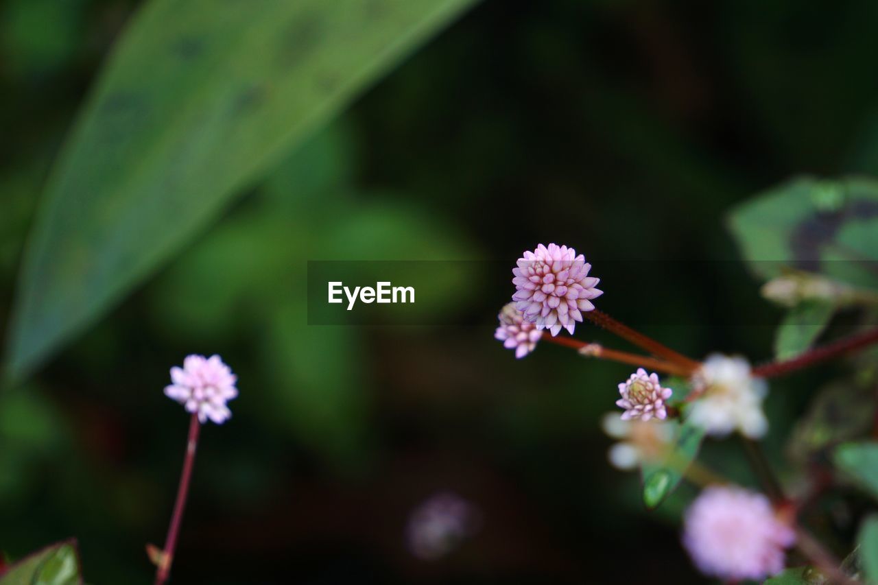 Purple flowers blooming outdoors