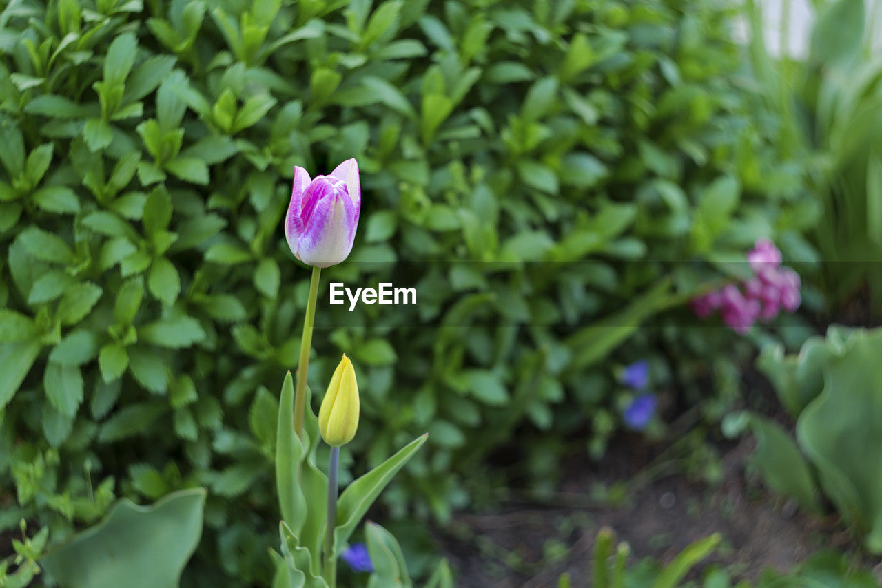 plant, flower, flowering plant, beauty in nature, freshness, leaf, plant part, growth, nature, green, petal, fragility, close-up, flower head, pink, inflorescence, purple, no people, outdoors, botany, day, springtime, garden, focus on foreground, blossom, wildflower, summer