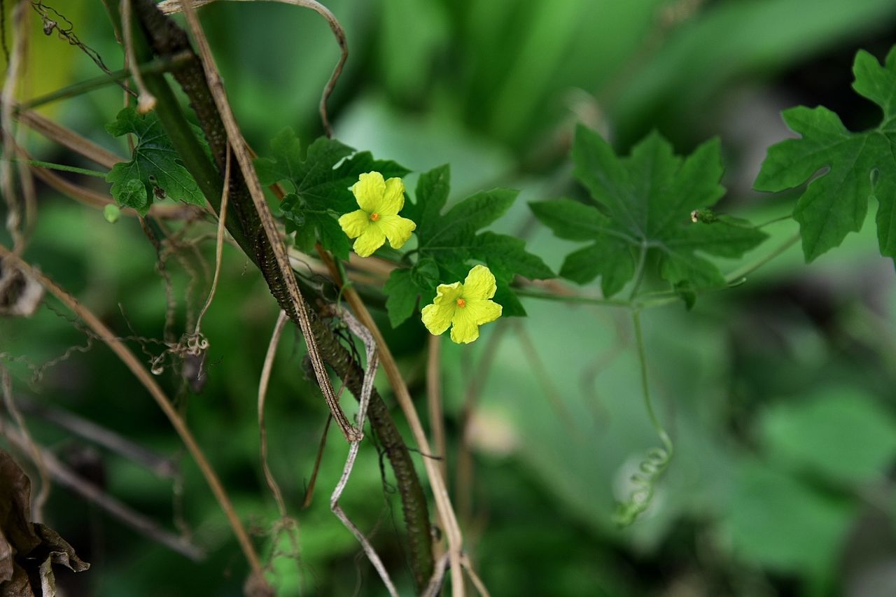 Close-up of flowers