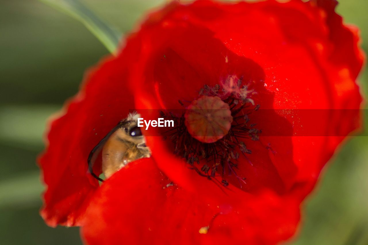 Close-up of red flowers