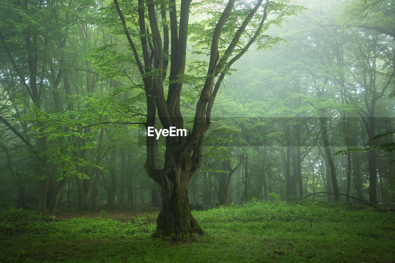 Magic forest, an area full of life and hope the near sighisoara, romania