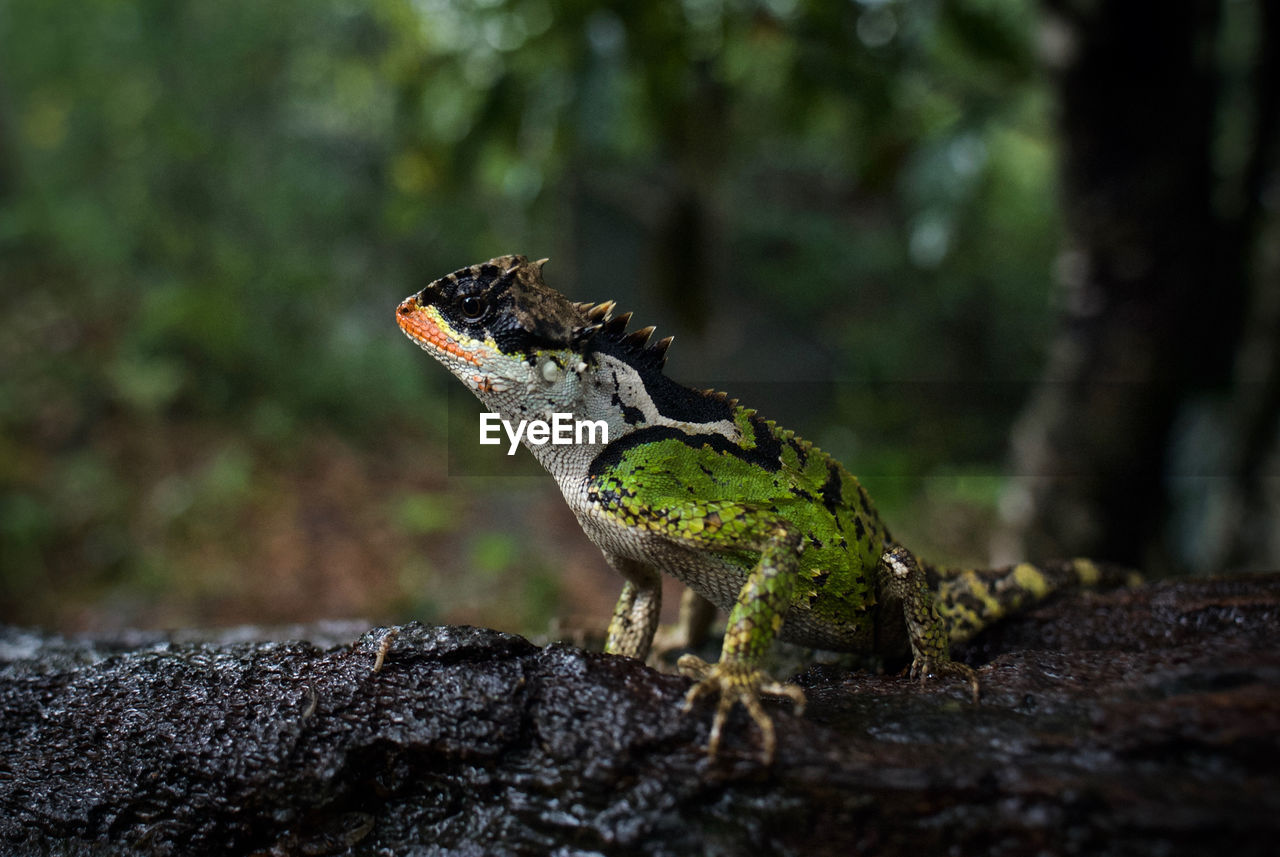 Lizard on rock in forest