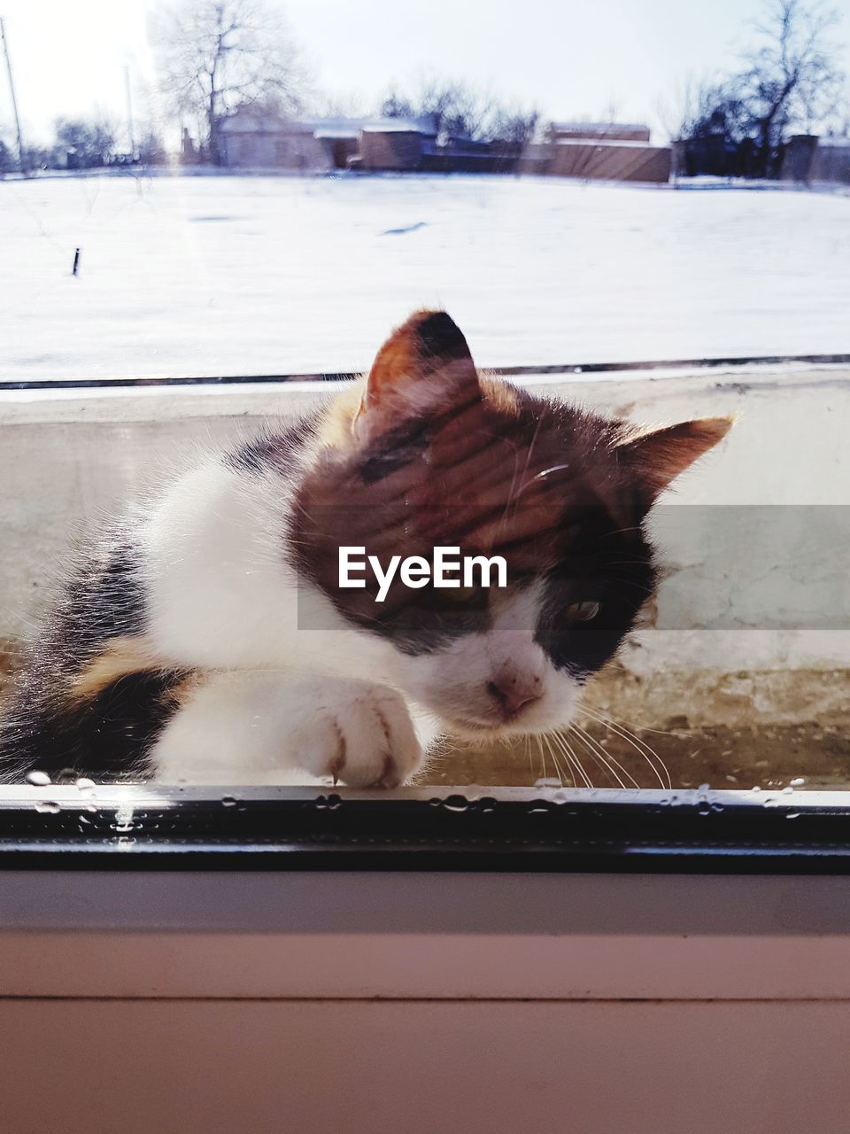 CLOSE-UP OF CAT SITTING ON CAR