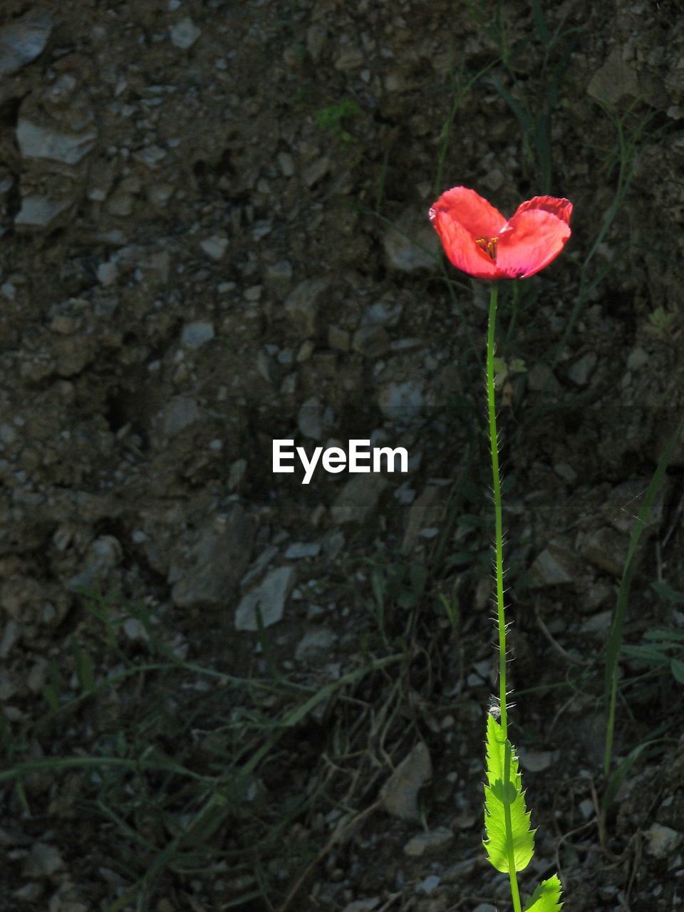 Close-up of red flower