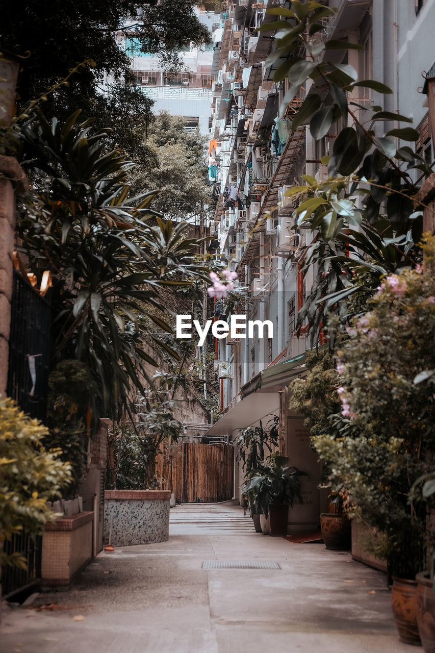 NARROW STREET AMIDST TREES AND BUILDINGS