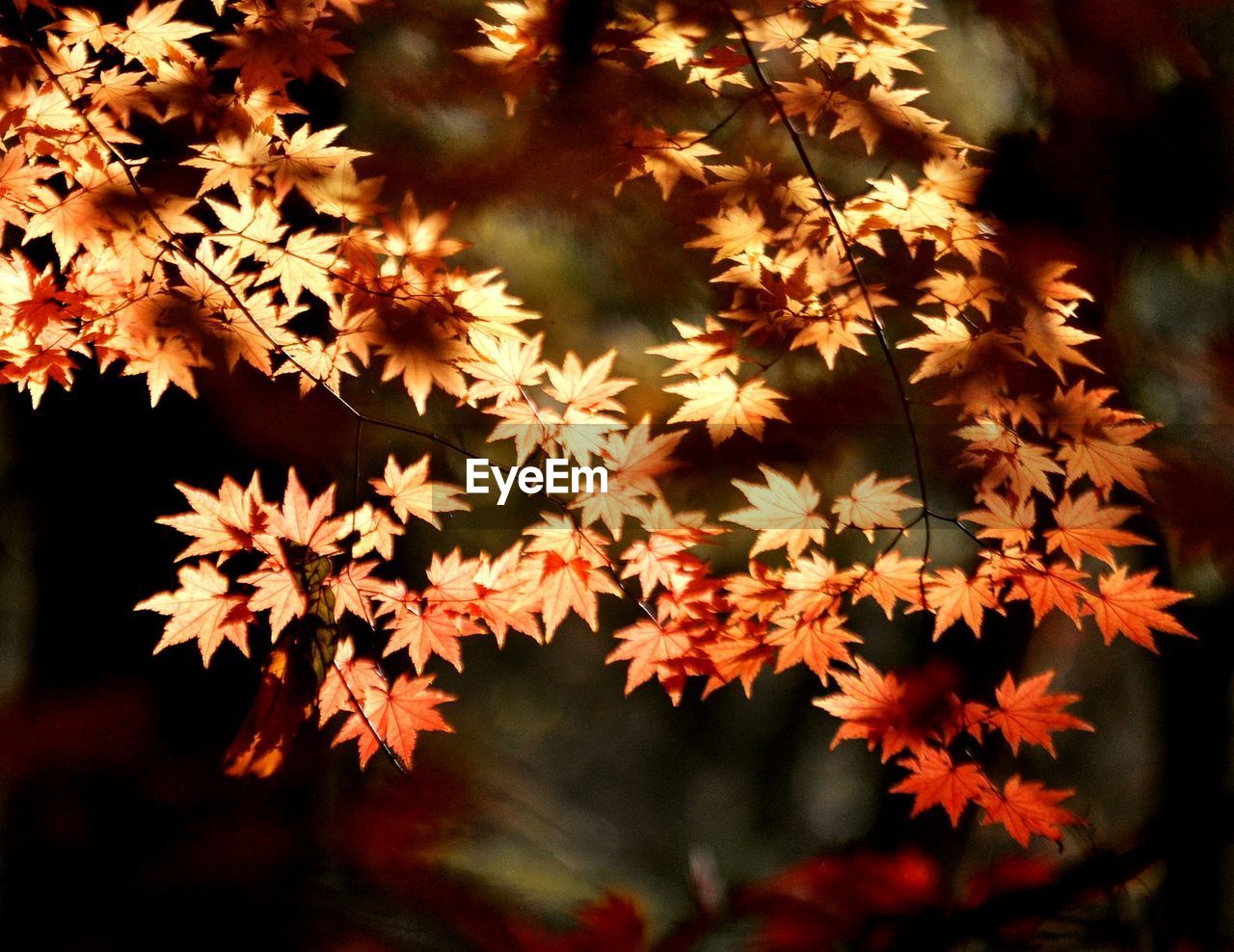 Close-up of orange maple leaves on tree