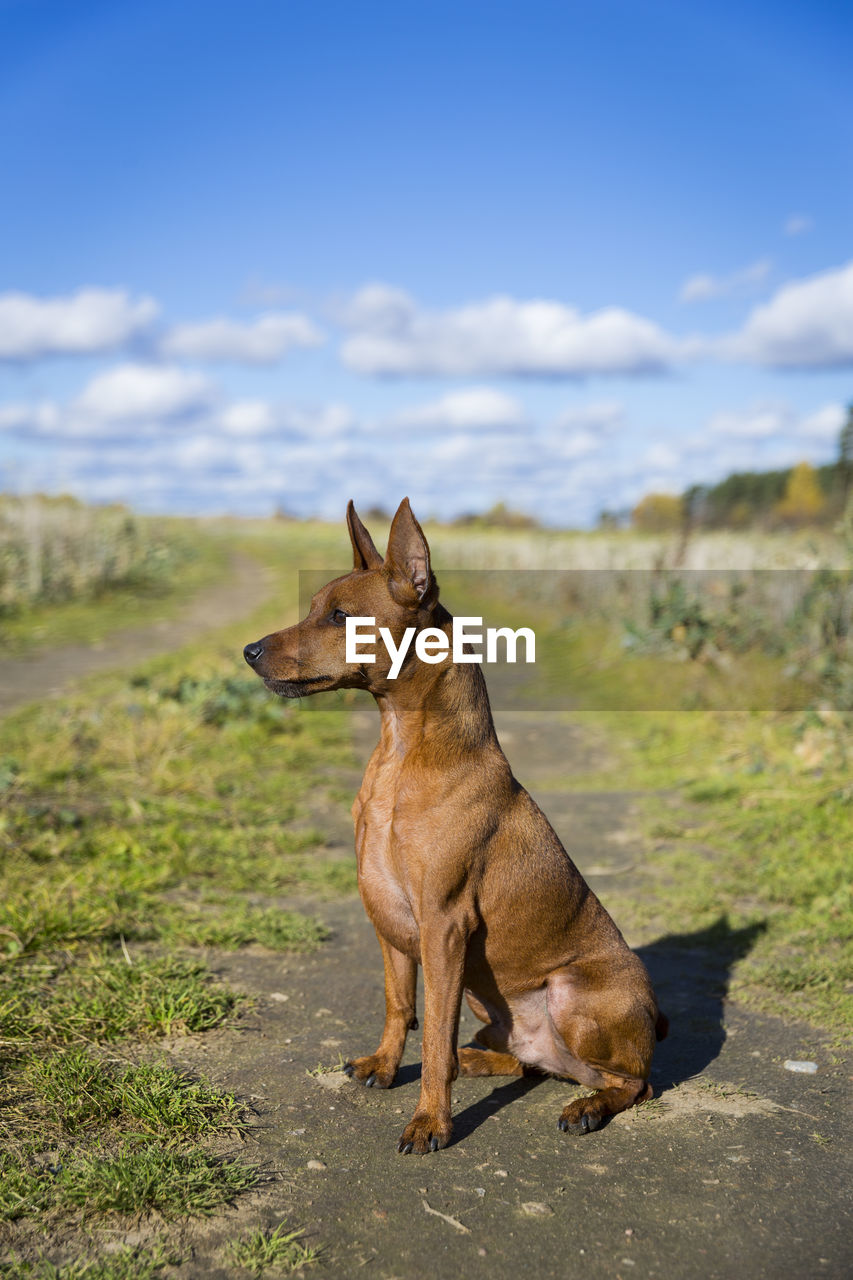 Brown miniature pinscher with cropped ears. the dog sits on the road in the field .