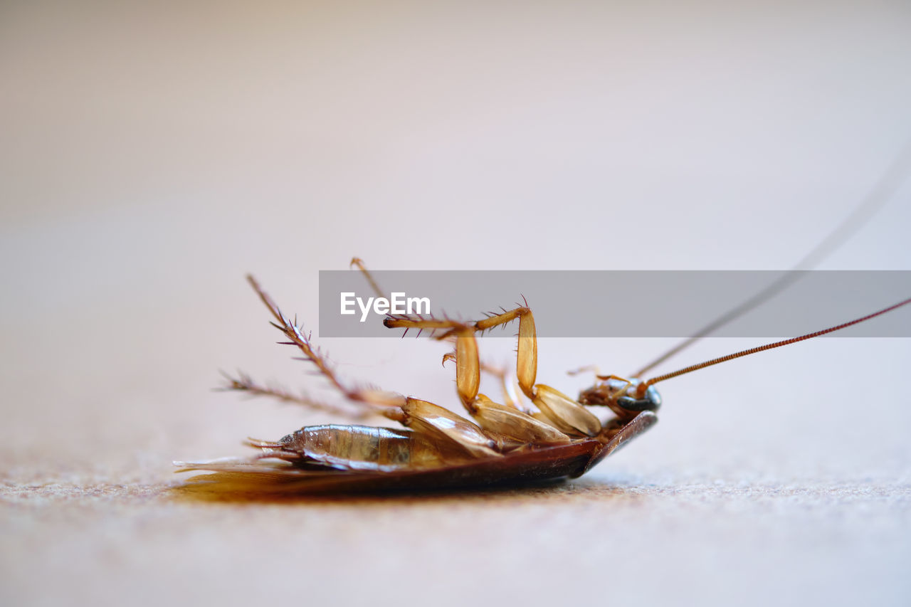 CLOSE-UP OF INSECT OVER WHITE BACKGROUND