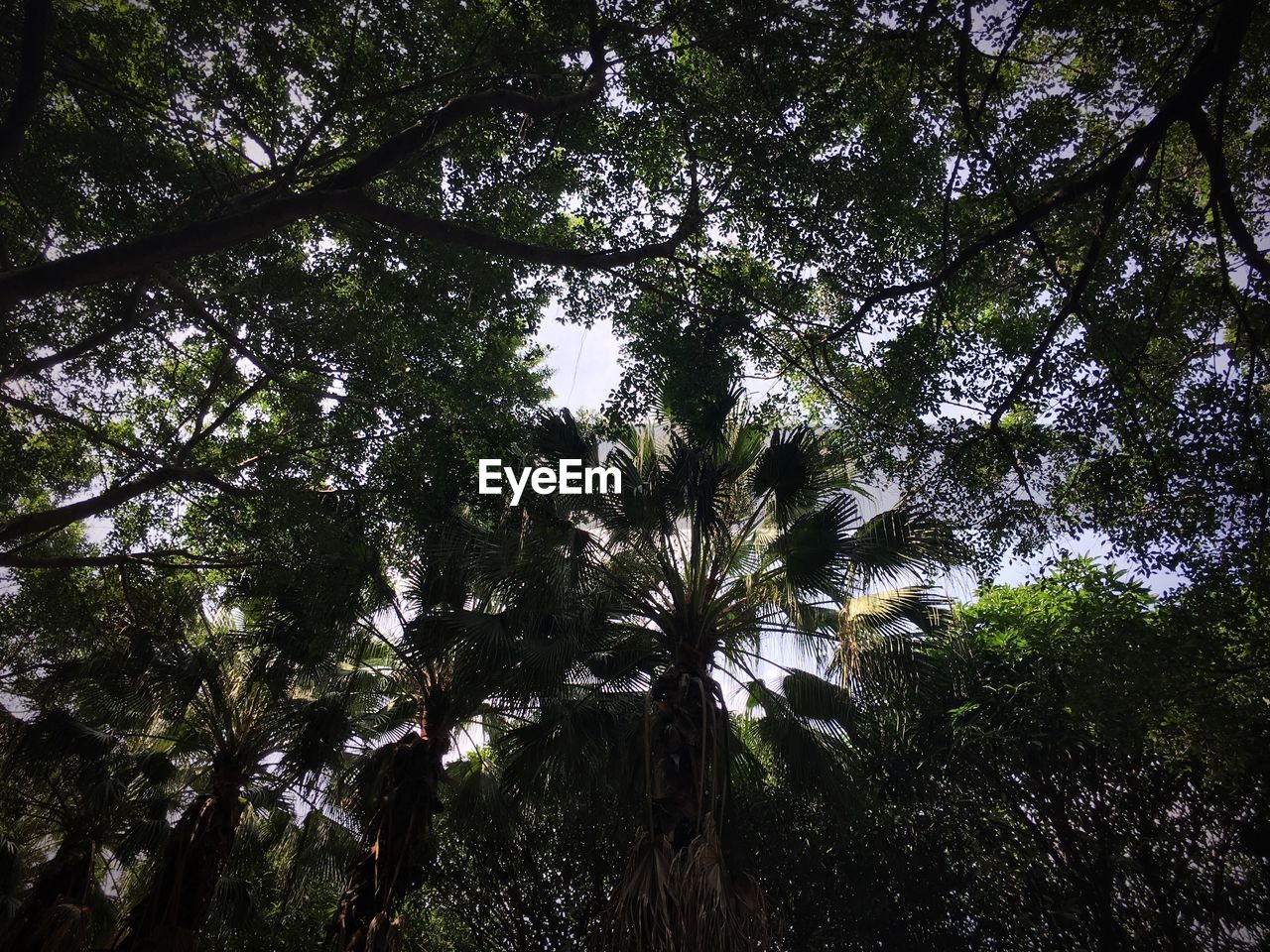 LOW ANGLE VIEW OF TREE AGAINST THE SKY