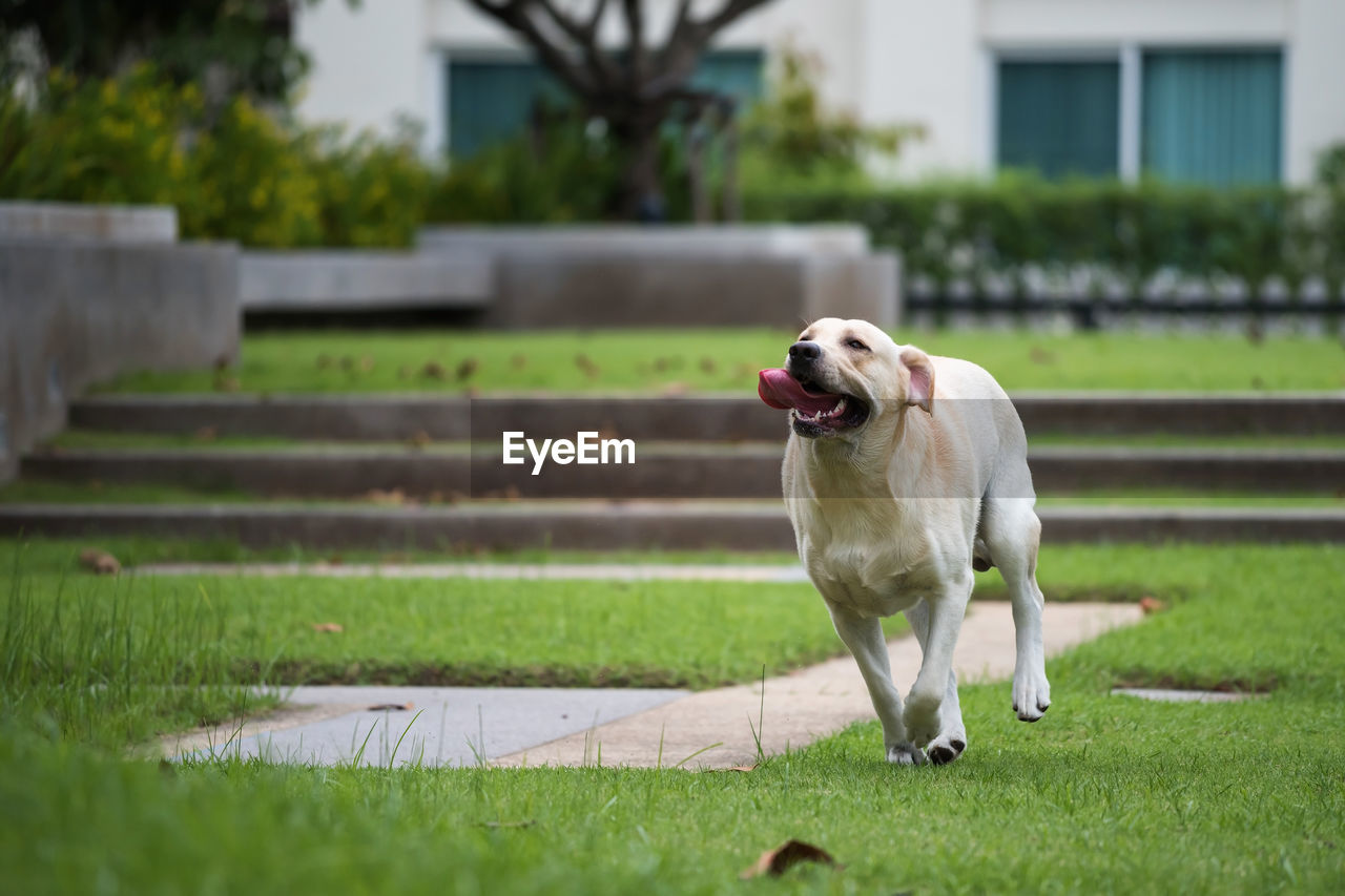 Portrait of happy creamy labrador retriever dog running forward in camera direction on a field park.