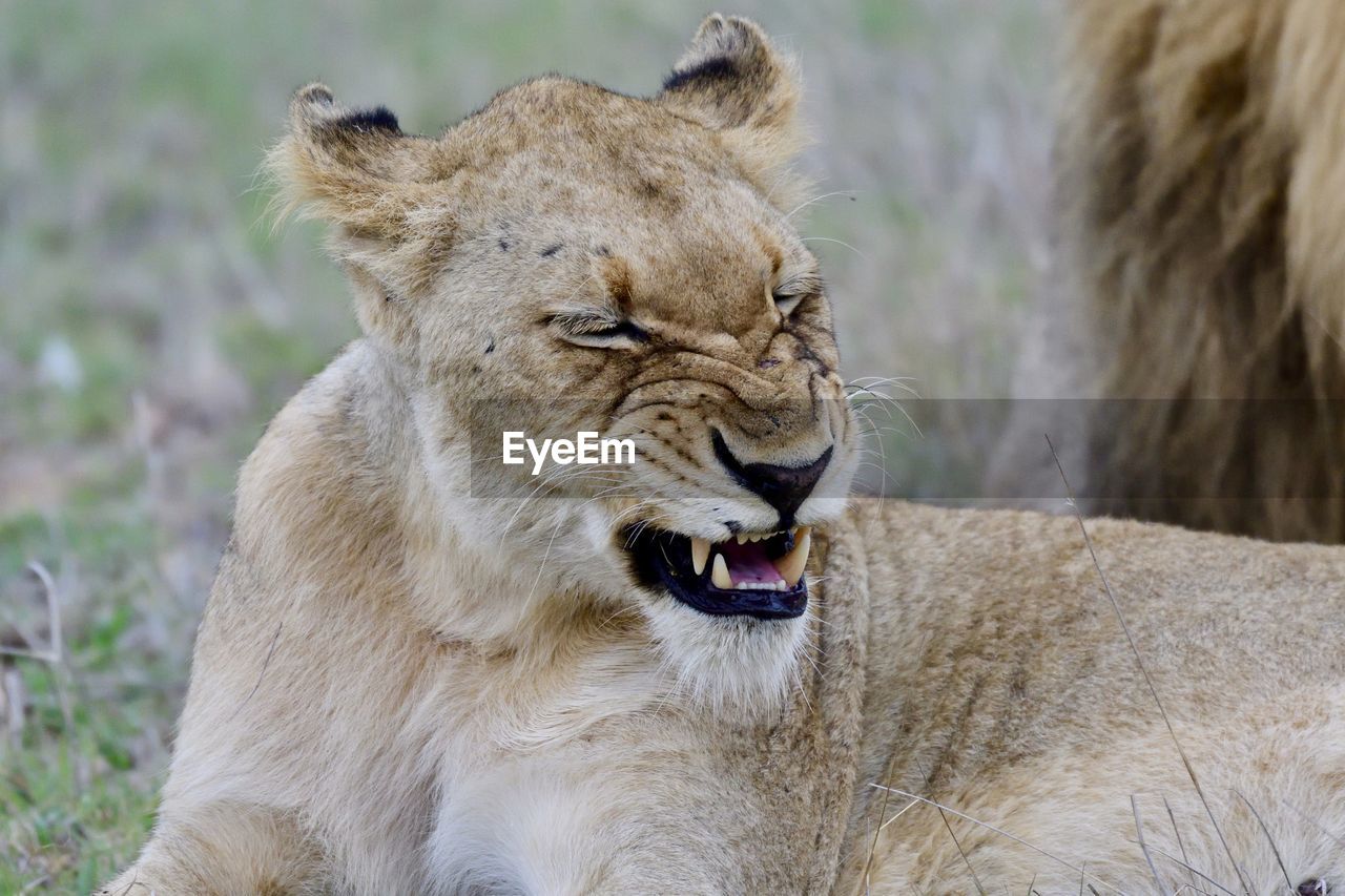 Close-up of lioness on field